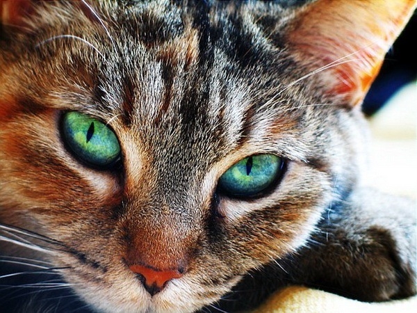 cat