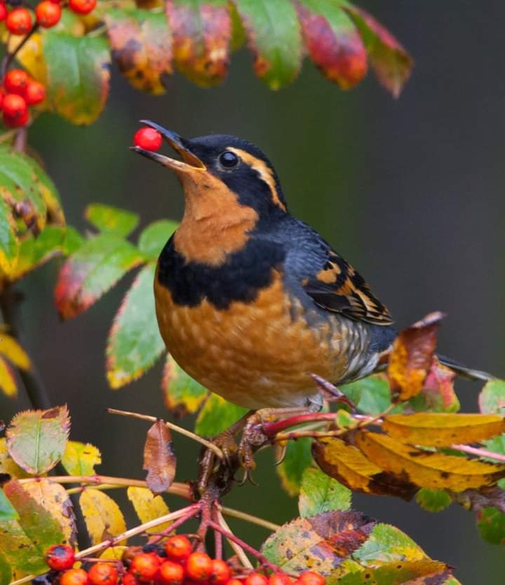 Bird