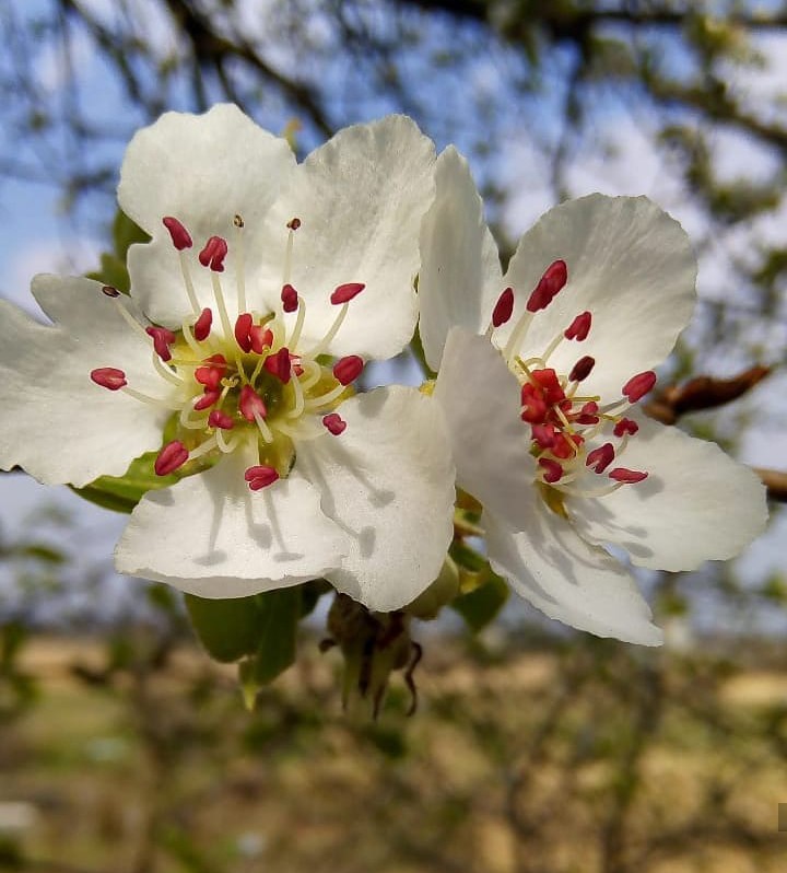 apricot