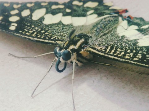 butterfly