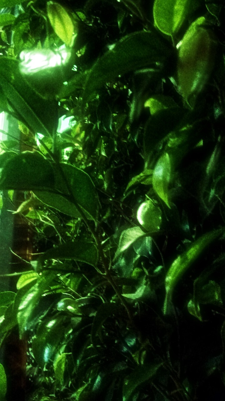 Nature