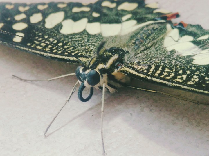 butterfly