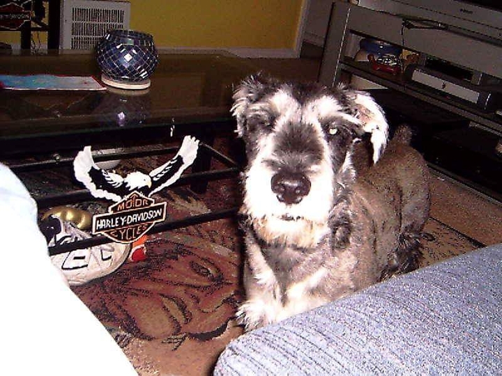 Sam the Standard Schnauzer pup (aka, Sam Sam)