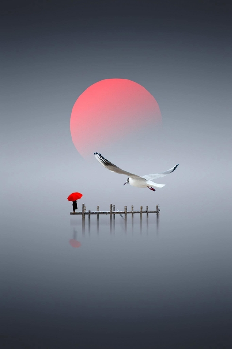shorebirds, bird háttérképek