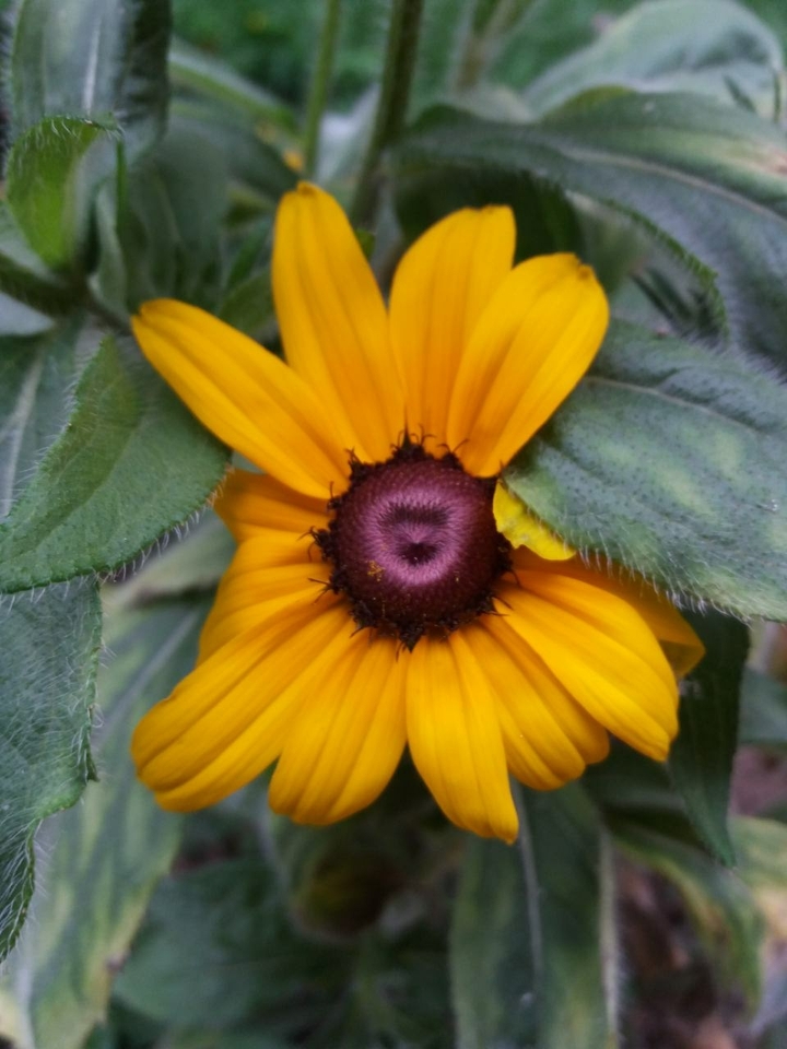 yellow flower