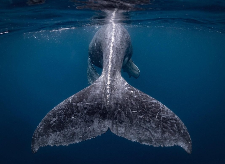 ザトウクジラ Humpback whales