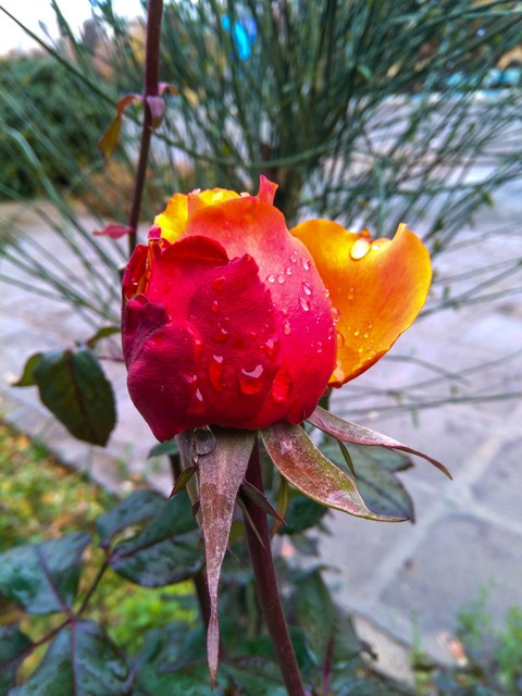 flower