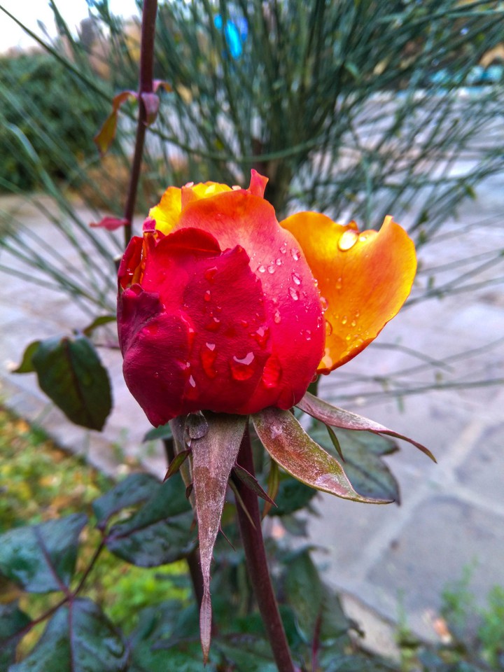 flower