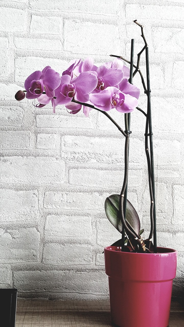 Orchid