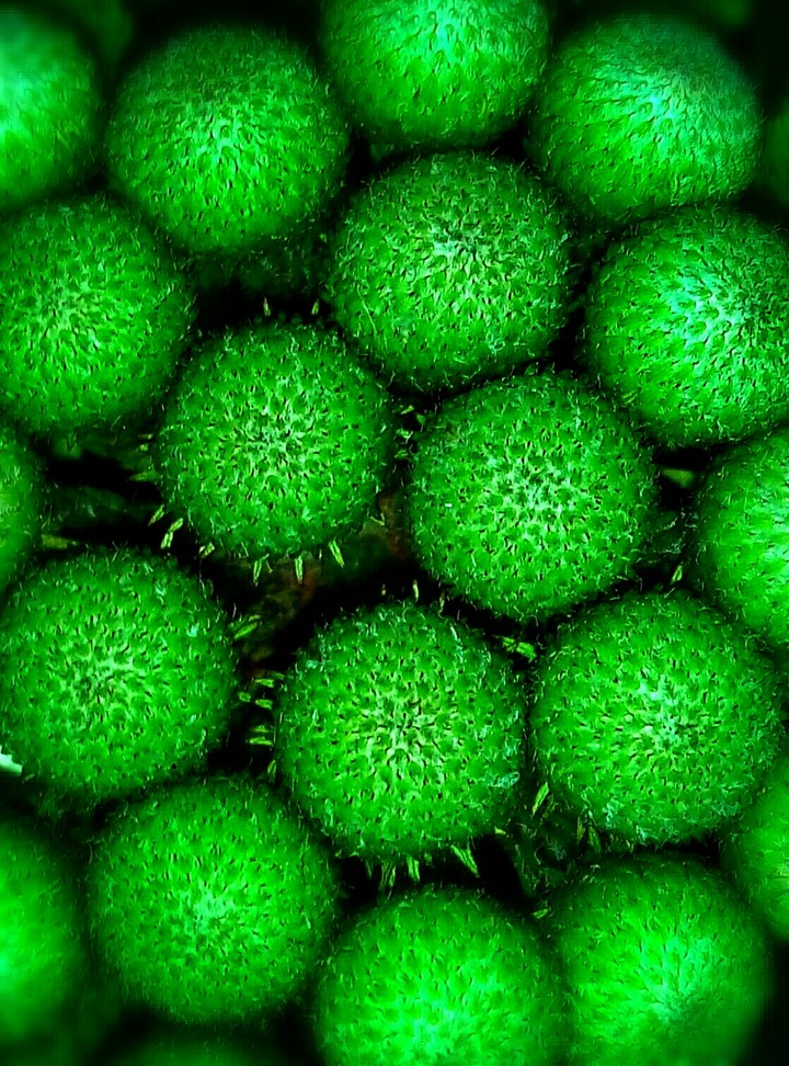 green