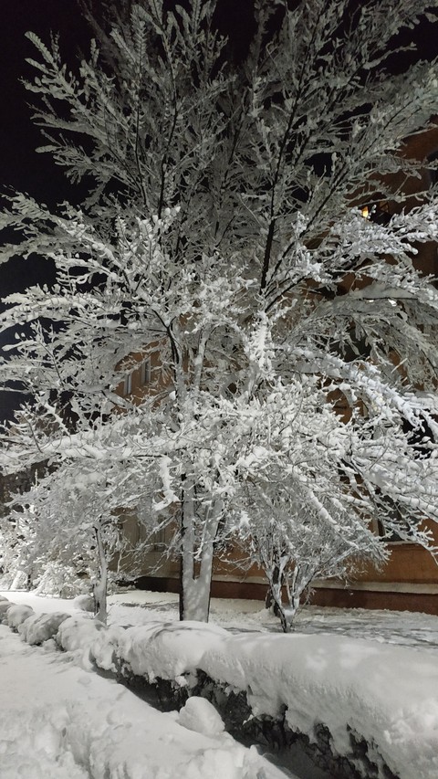 снежное дерево