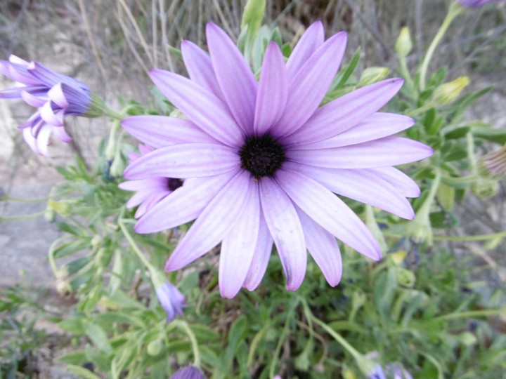 Vilet Flower