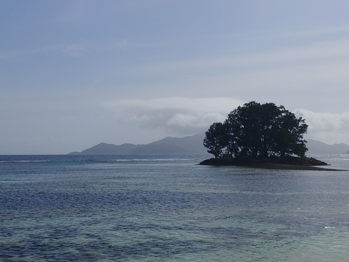 Strong tree in the Sea
