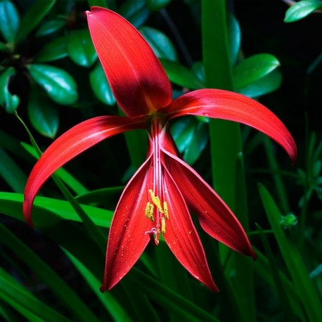 Flor-de-lis
