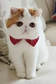 gatito