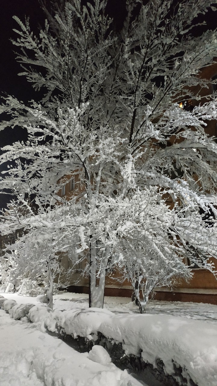 снежное дерево