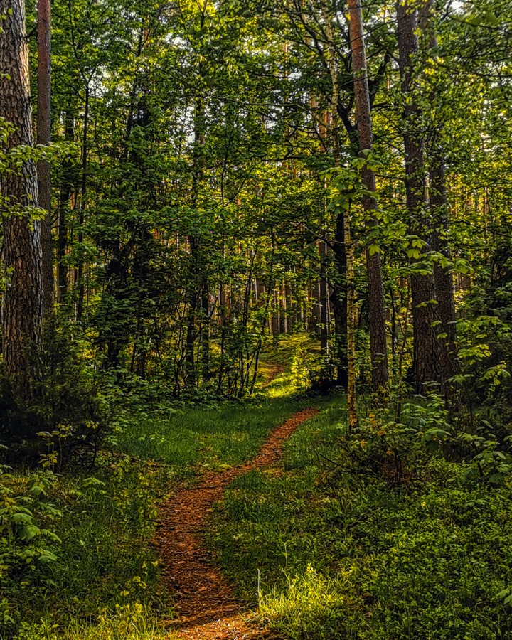Road Forest