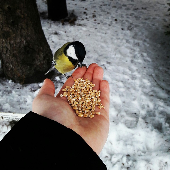 Bird dinner