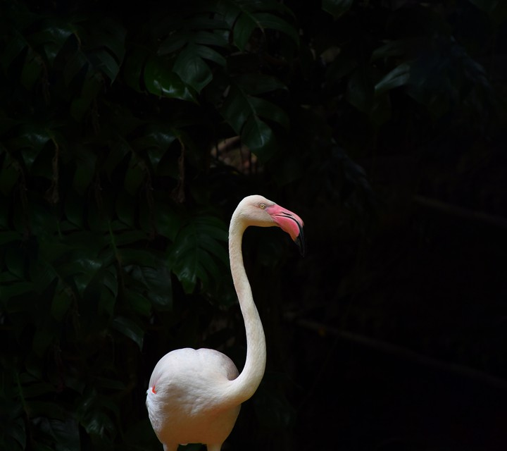 animal