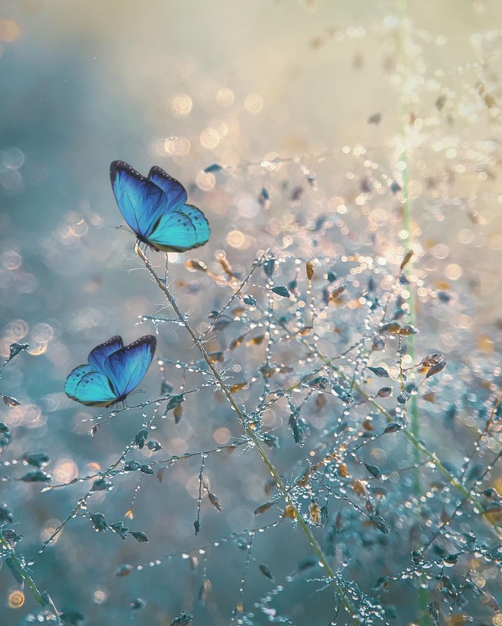 Meadow