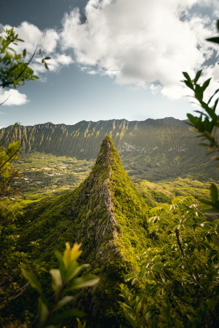 greenery