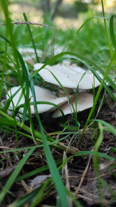 mushrooms