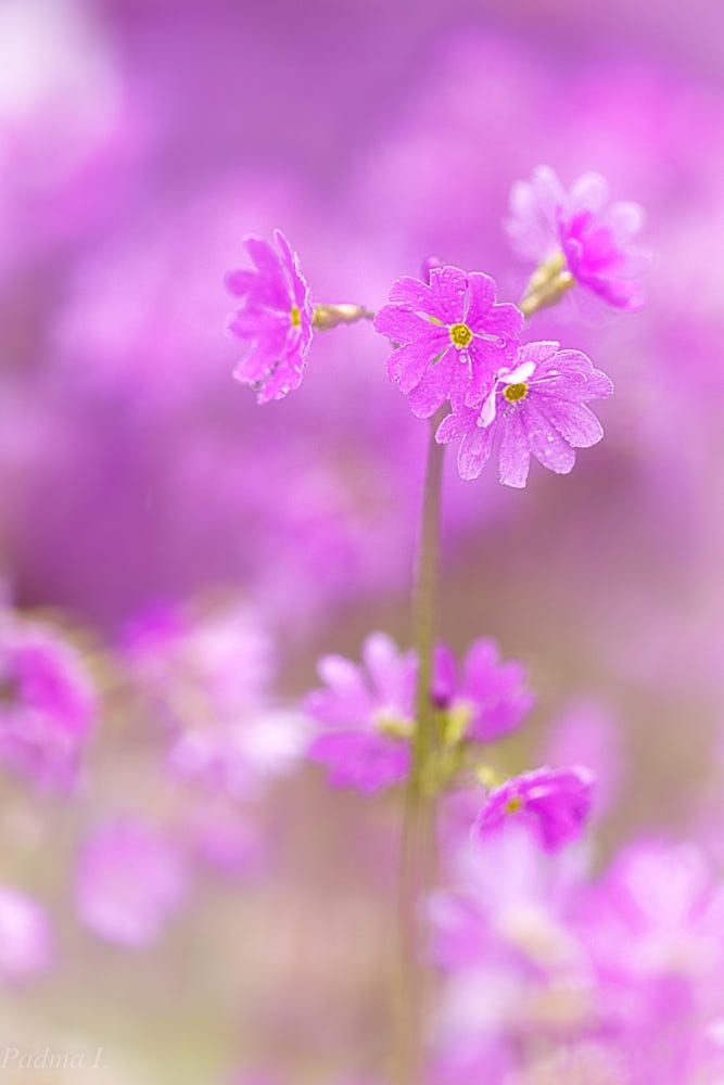 flor