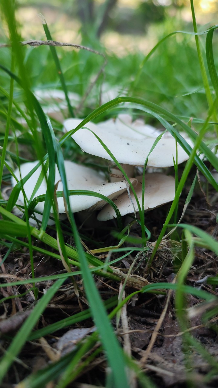 mushrooms
