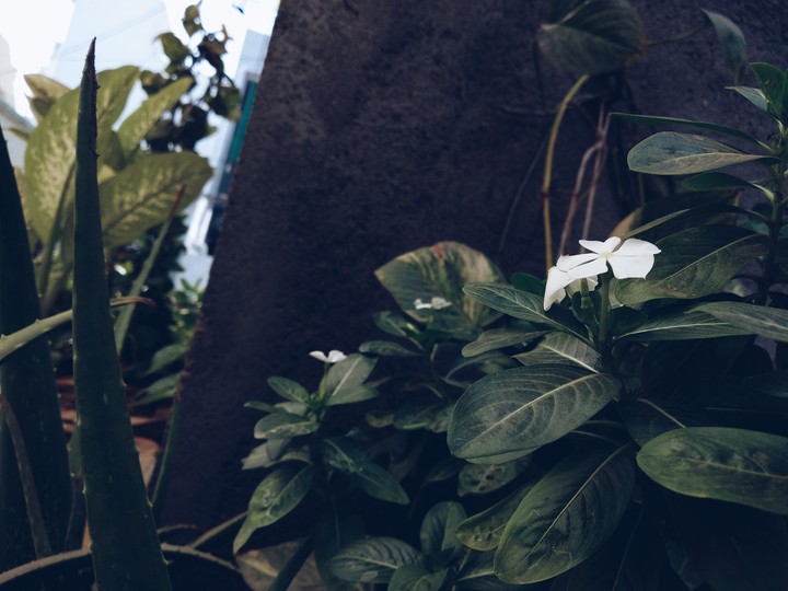 White Flower