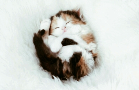 Котеночек