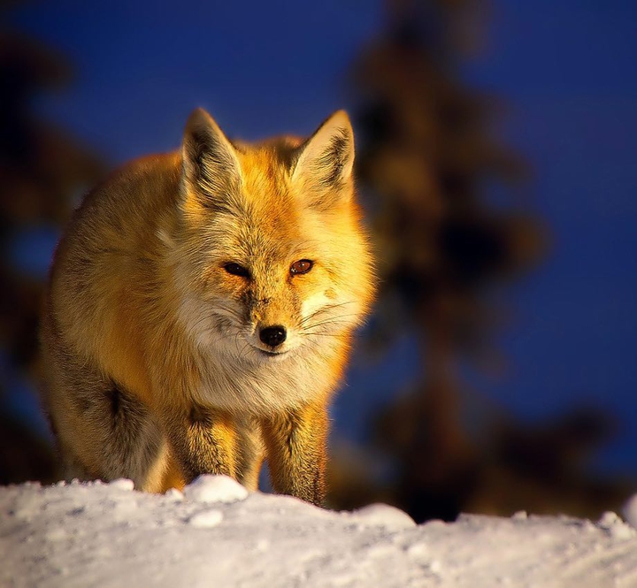 Handsome Fox