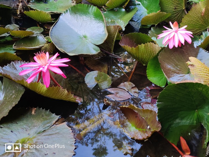 lotus