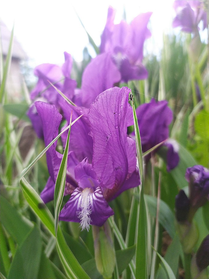 iris flower