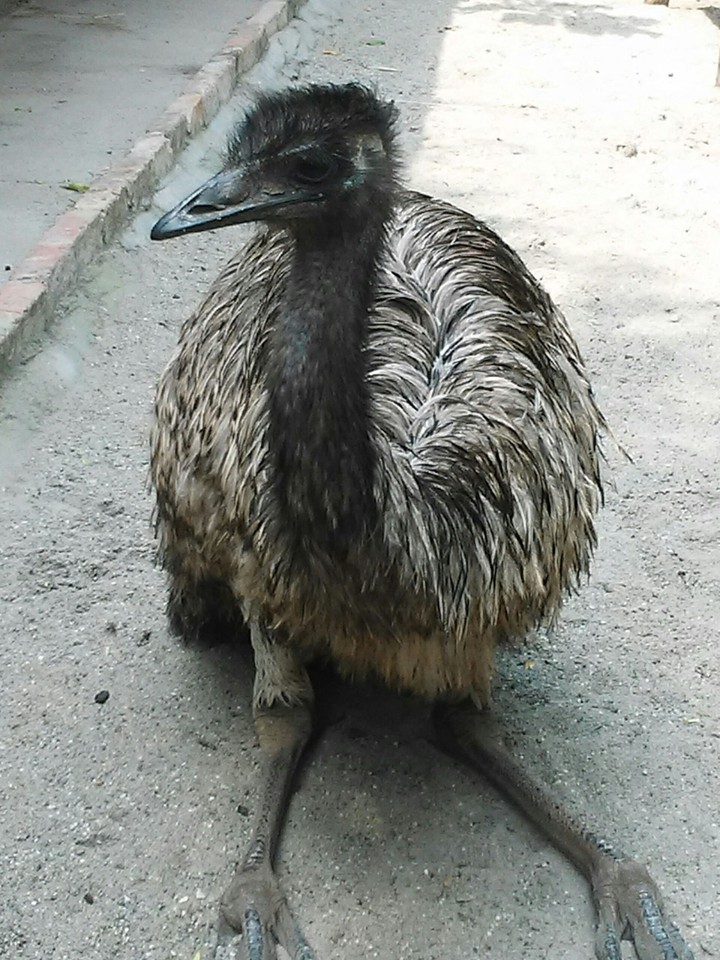 Ostrich
