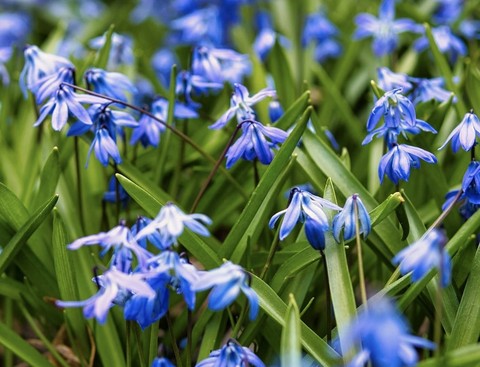 тапети wildflower, scilla