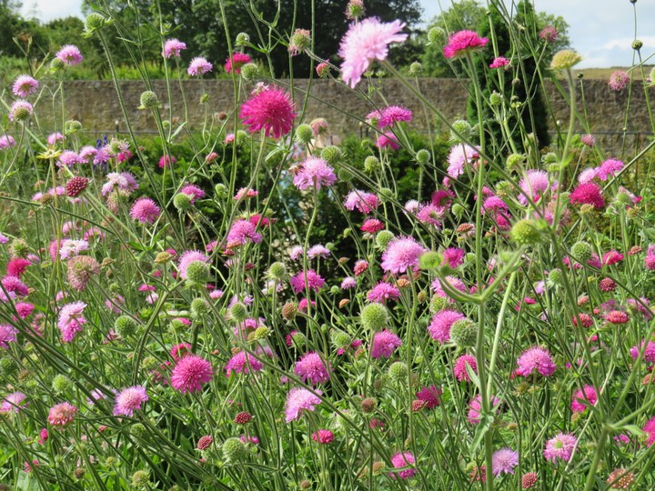 Pinks