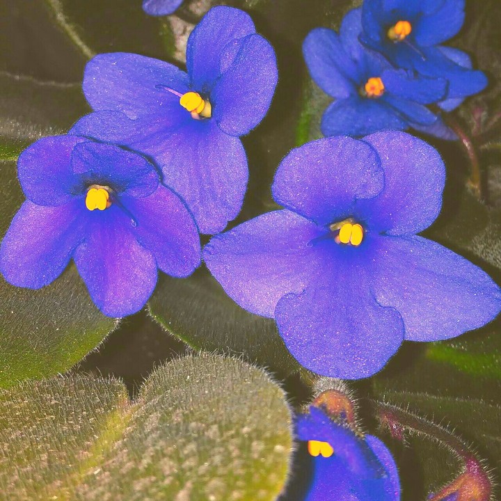 violets