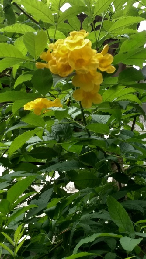 flor