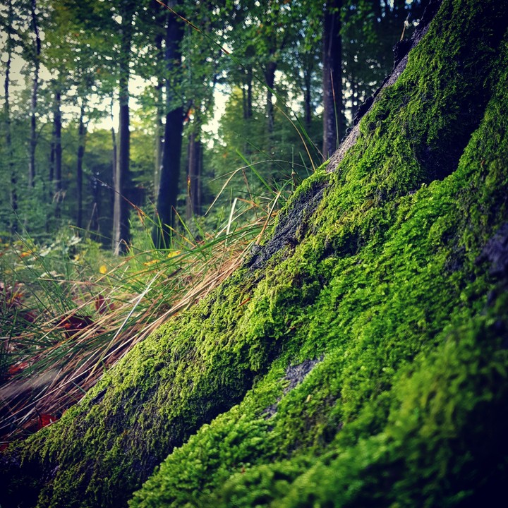 green pillow
