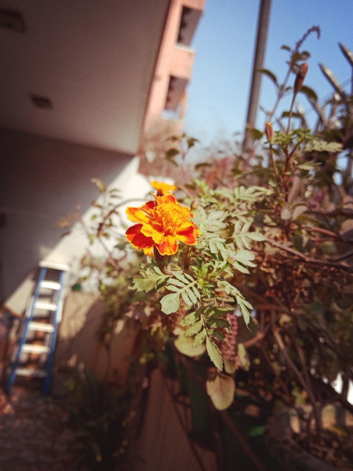 Beautiful Marigold