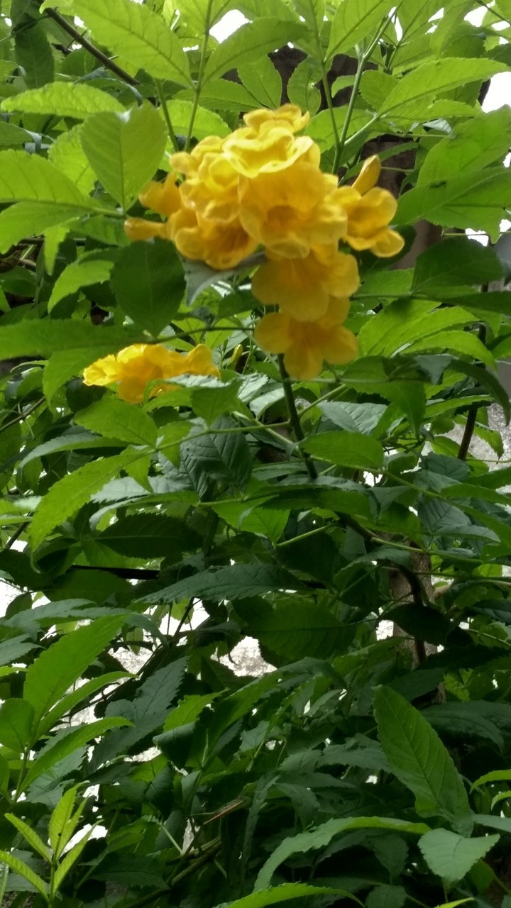 flor
