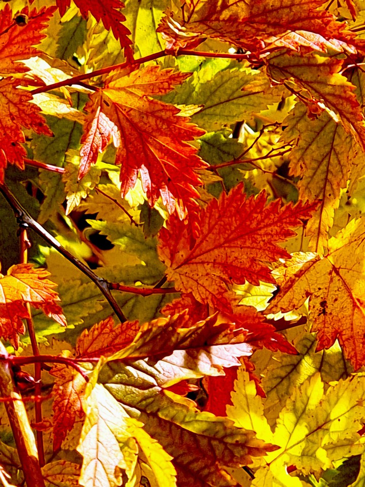 leaves