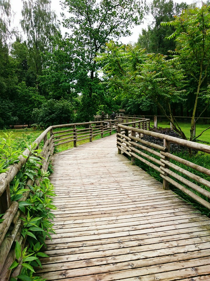bridge