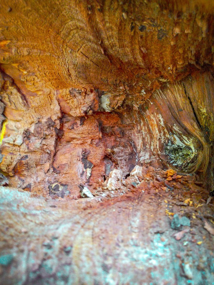 wood cage
