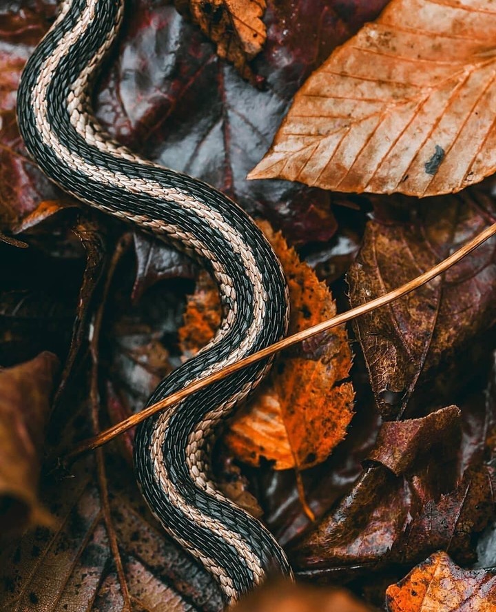 snake