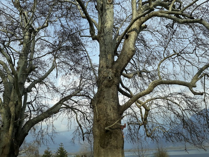 chinar