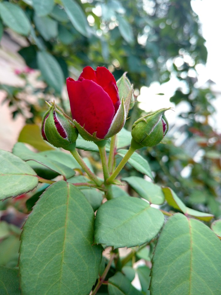 botão de rosa