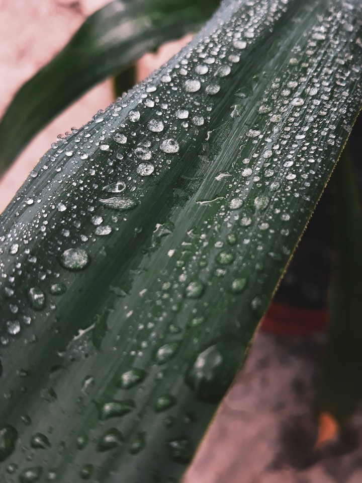 drops