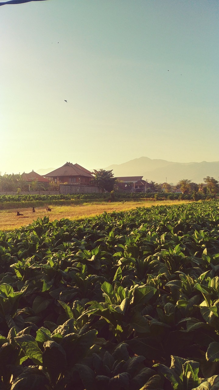 Balinese view