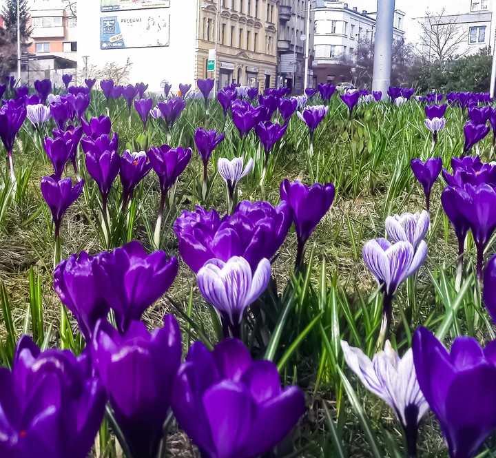 Крокусы